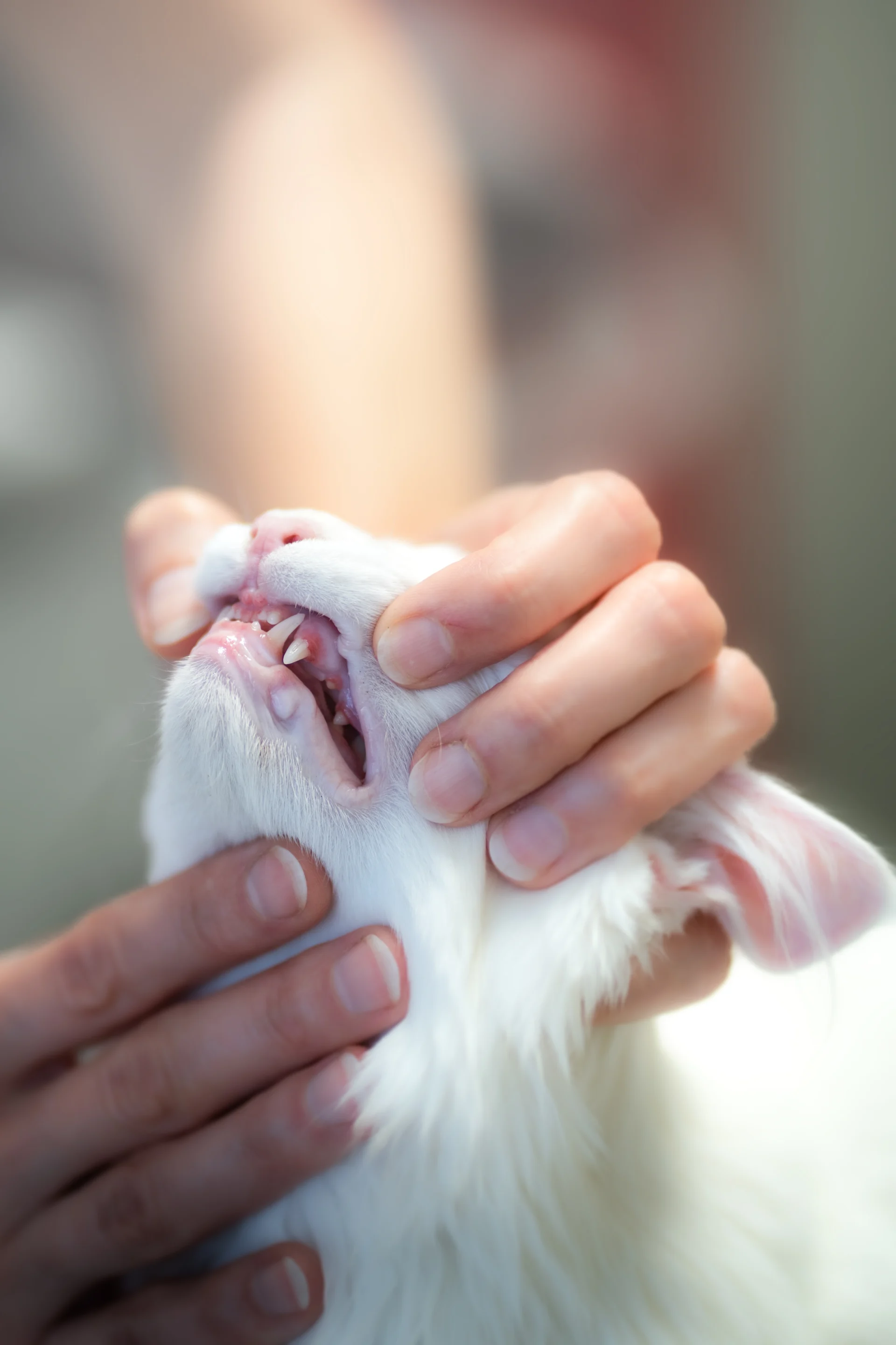 Bild einer Zahnkontrolle bei einer Katze